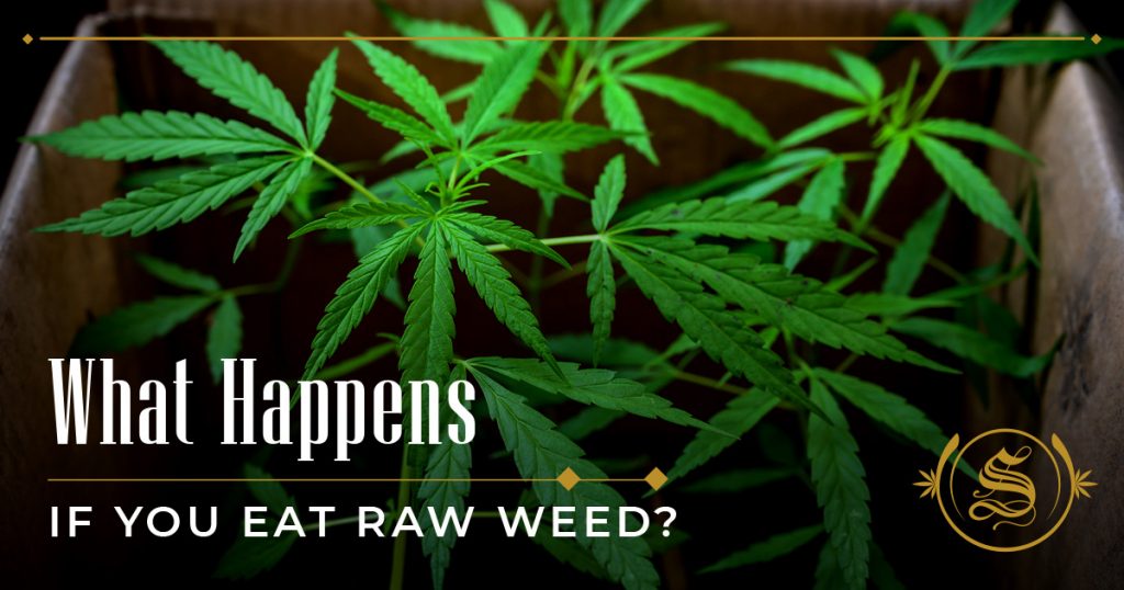 What Happens if You Eat Raw Weed