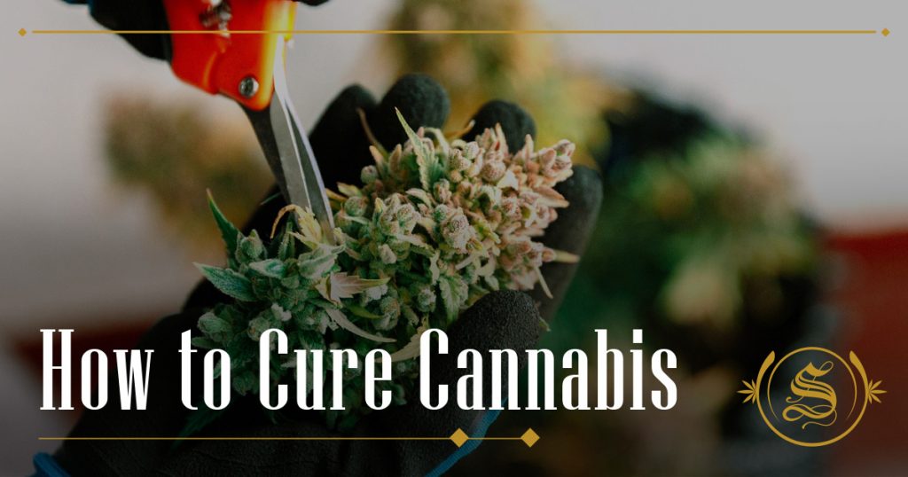 How to Cure Cannabis