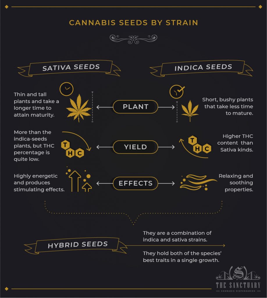 Best Cannabis Seed Banks The Sanctuary