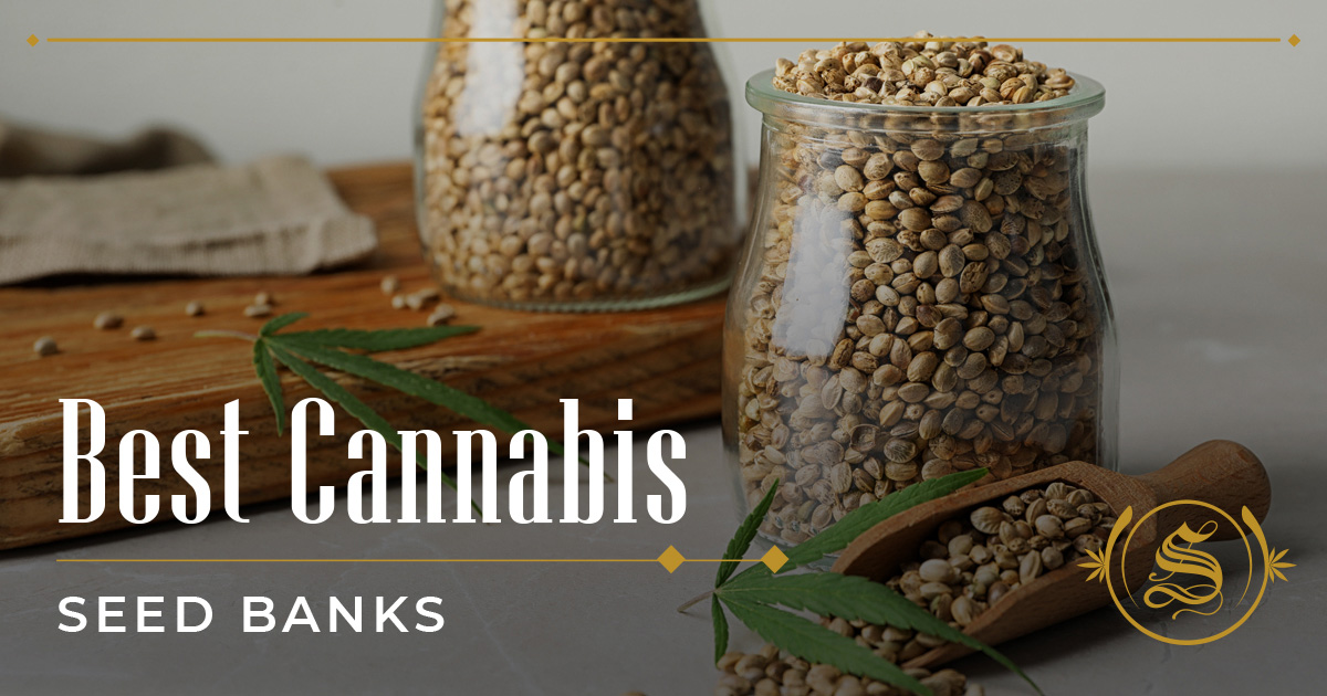 Try These 7 Best Cannabis Seeds Banks For Quality High - The Sanctuary