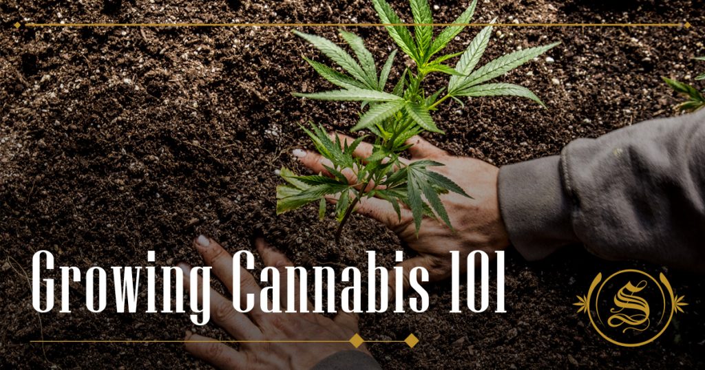 Growing Cannabis 101
