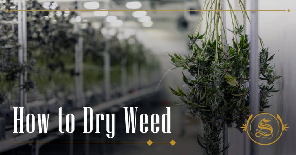 How to Dry Weed