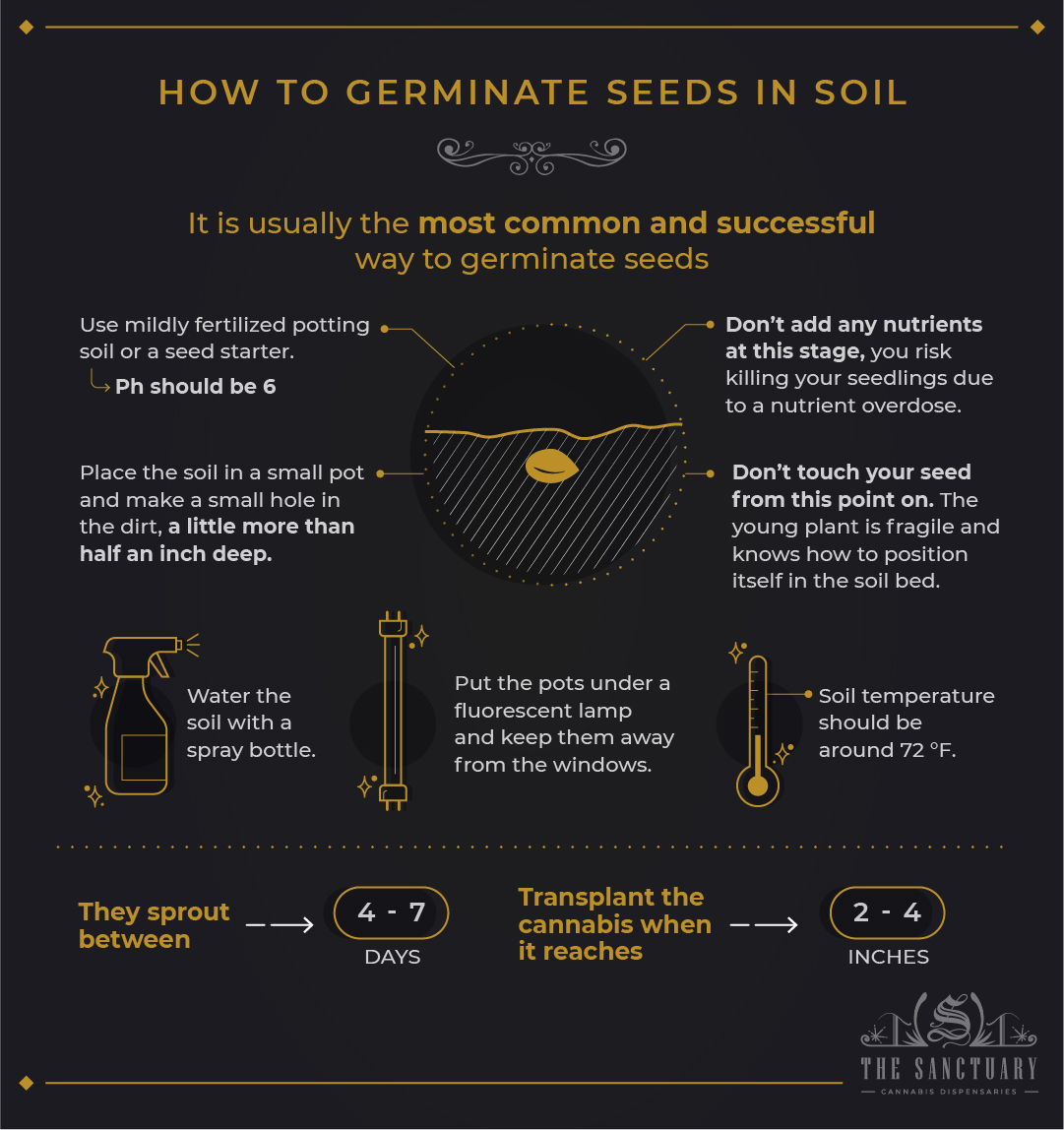 How to germinate seeds in soil