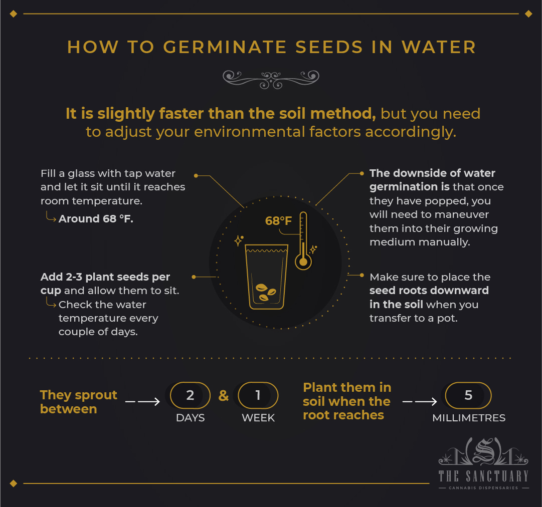 How to germinate seeds in water