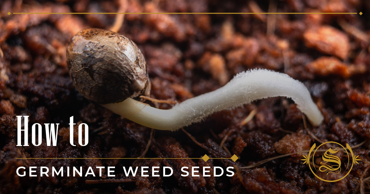 How To Germinate Weed Seeds In 4 Creative Ways - The Sanctuary