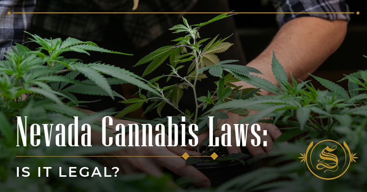 Nevada Cannabis Laws: Is It Legal? - The Sanctuary