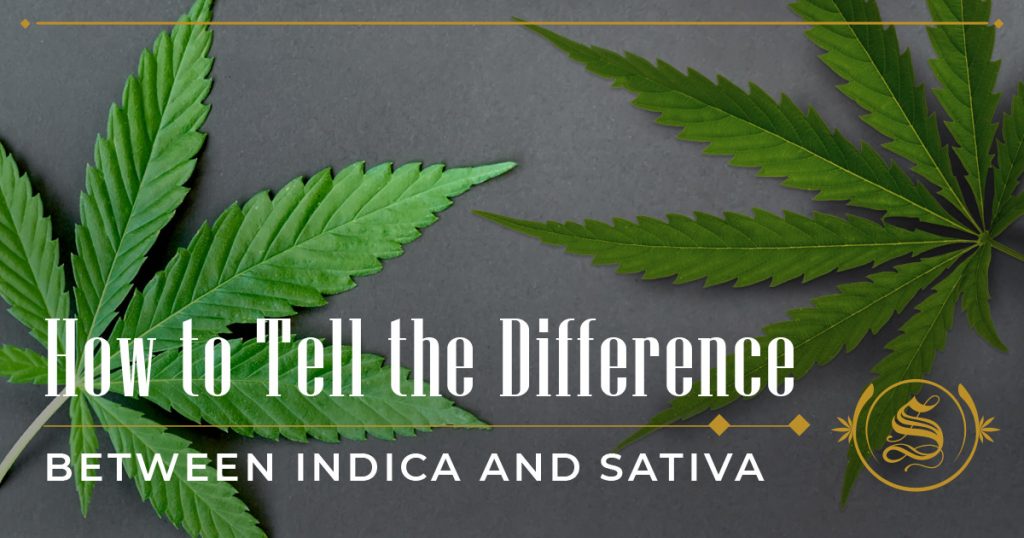 How to Tell the Difference Between Indica and Sativa