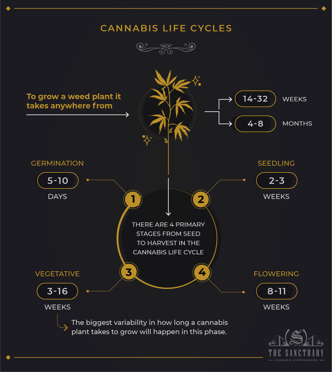 Diagram Of Marijuana Growth Stages