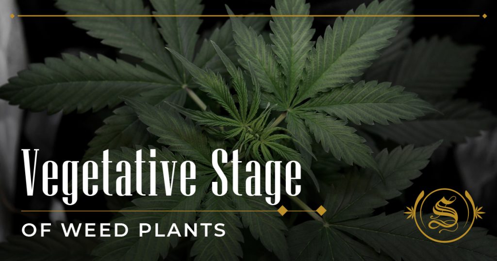 Vegetative Stage of Weed Plants
