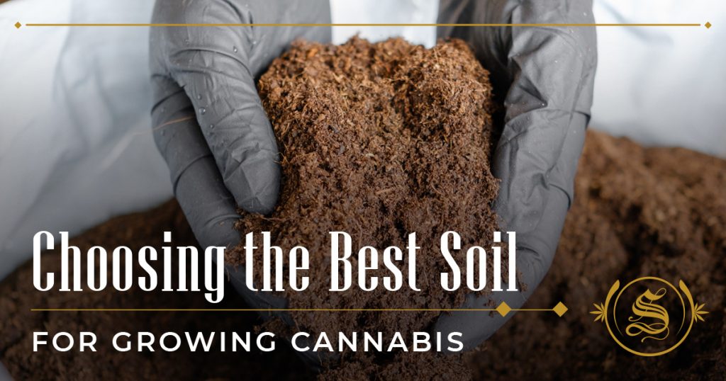 Choosing the Best Soil for Growing Cannabis