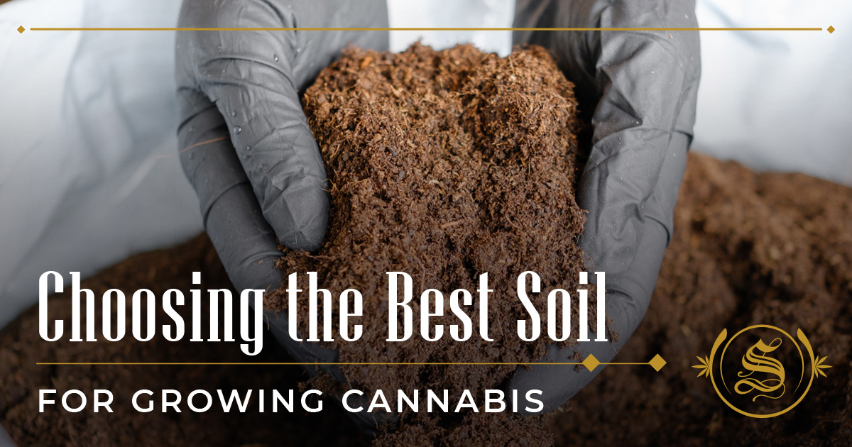 A Guide To Choosing The Best Soil For Growing Cannabis - The Sanctuary