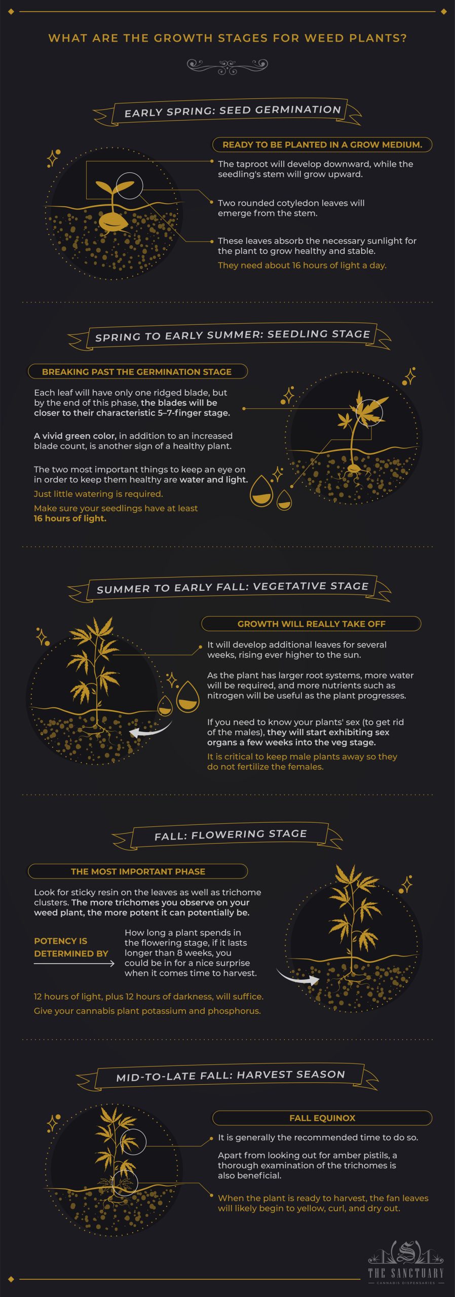 What are the growth stages for weed plants?