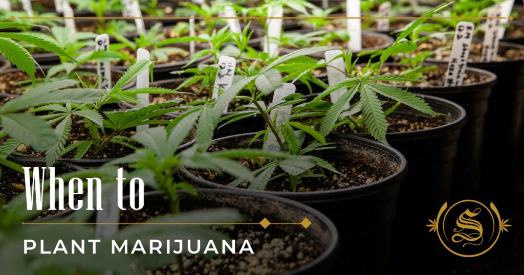 When to Plant Marijuana