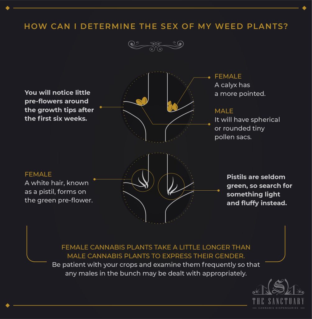 Sexing Pot Plants How To Differentiate Males From Females The Sanctuary 0578