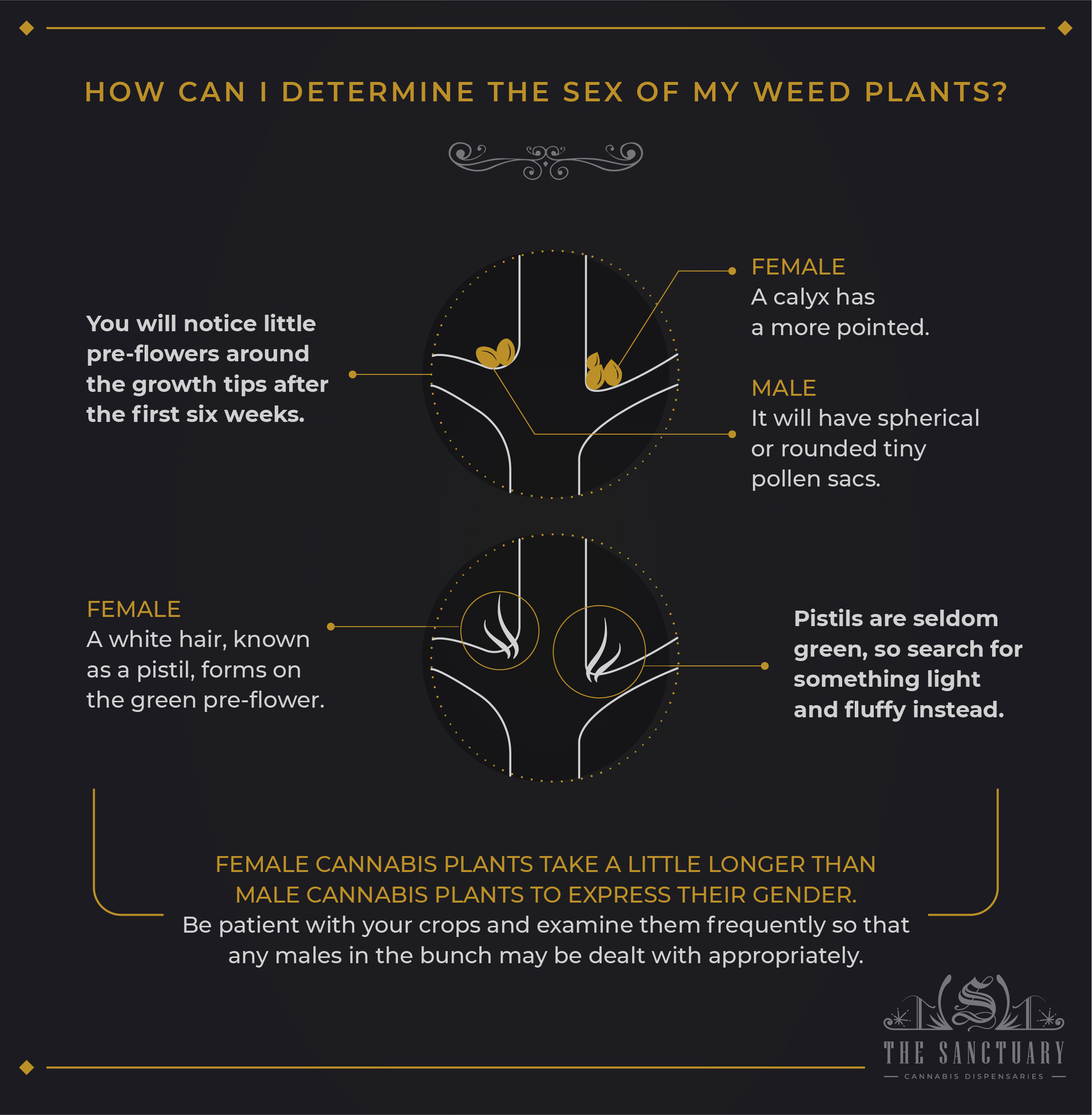 How can I determine the sex of my weed plants