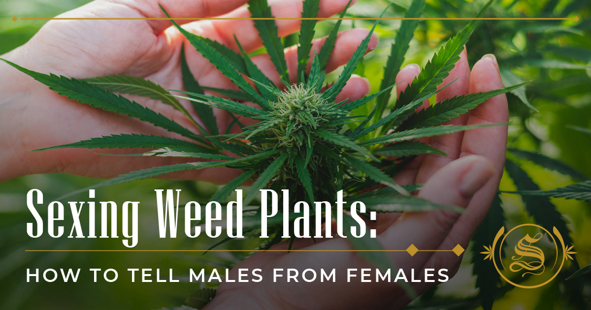 18 Sexing Cannabis Plants Bretremmie