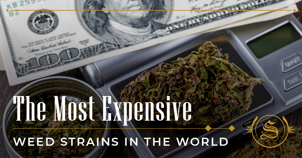 The Most Expensive Weed Strains In The World The Sanctuary