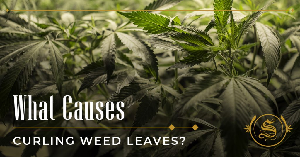 What Causes Curling Weed Leaves