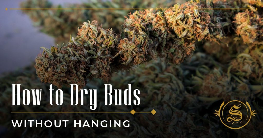 How to Dry Buds Without Hanging