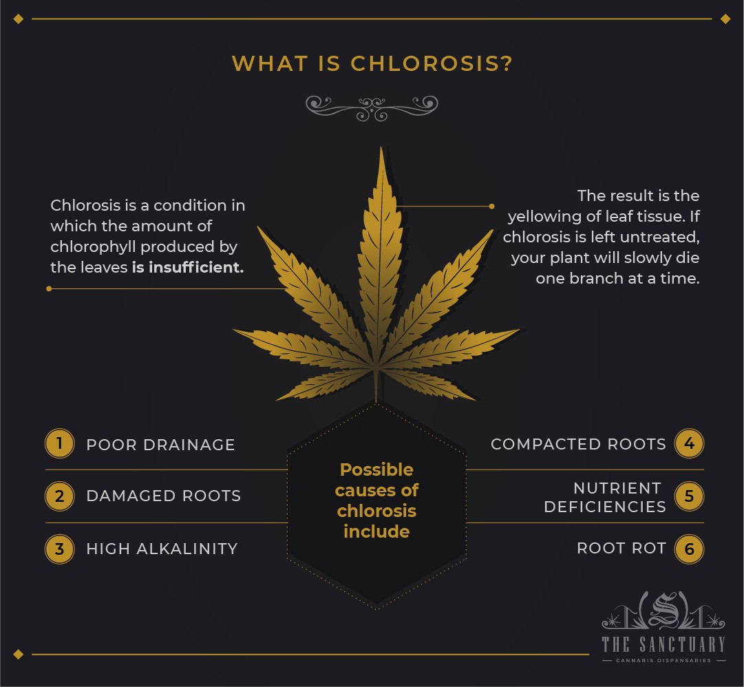 What is chlorosis