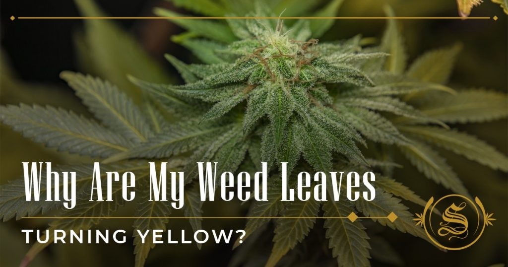 Why Are My Weed Leaves Turning Yellow