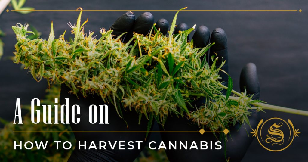 how to harvest cannabis