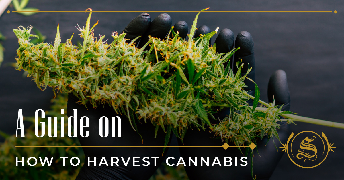 How To Harvest Cannabis Guide: Tips & Tricks That Work! - The Sanctuary