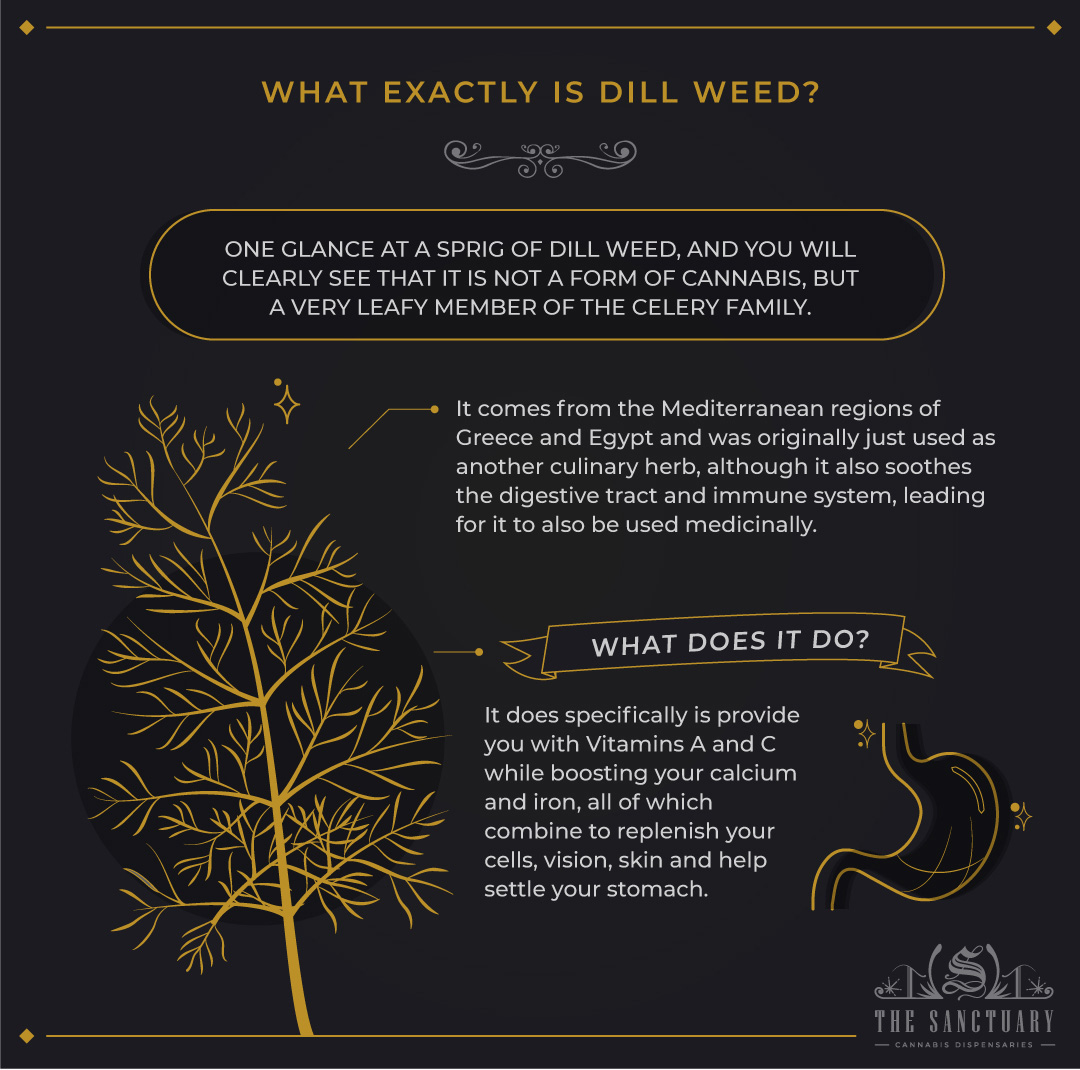 What Exactly is Dill Weed