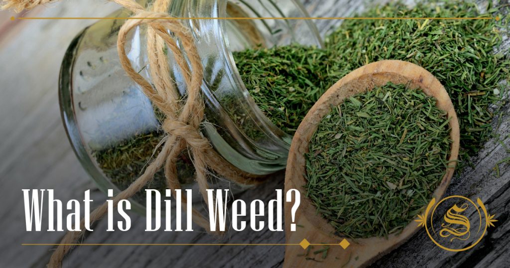 what is dill weed