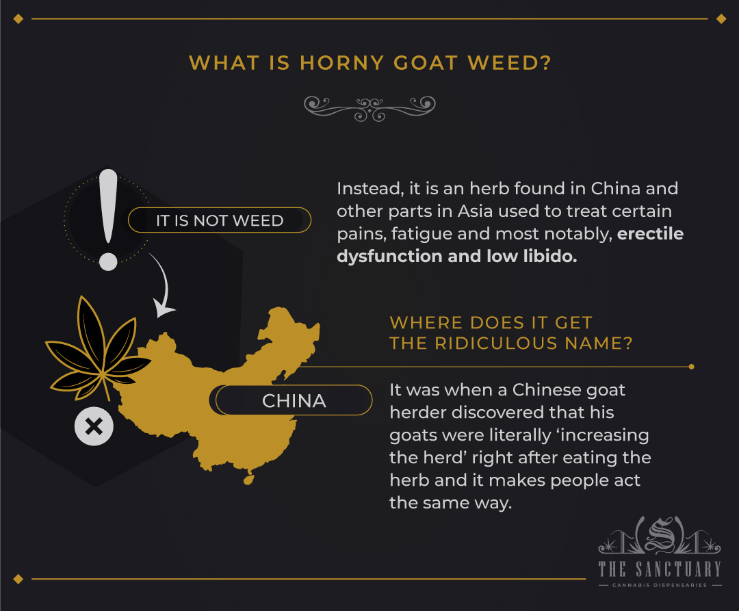 What is Horny Goat Weed
