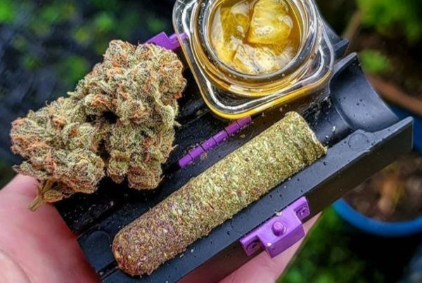 Cannabis cigars