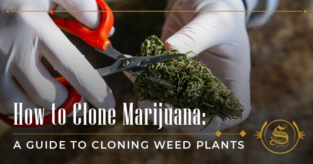 how to clone marijuana plants