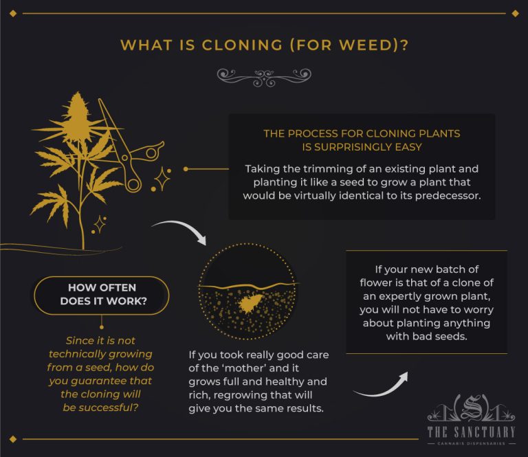 How To Clone Marijuana Plants: 4 Steps To Avoid The Mess - The Sanctuary