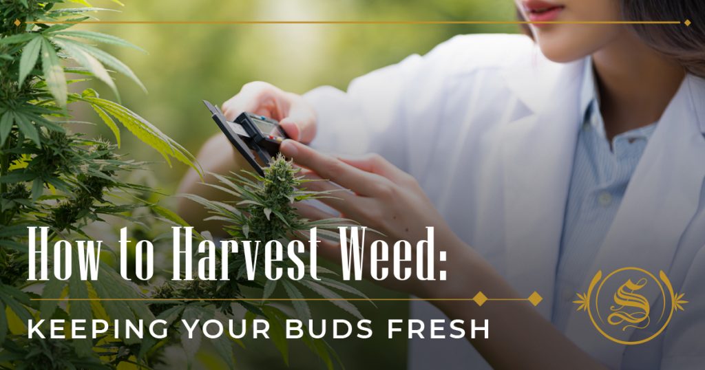 how to harvest weed
