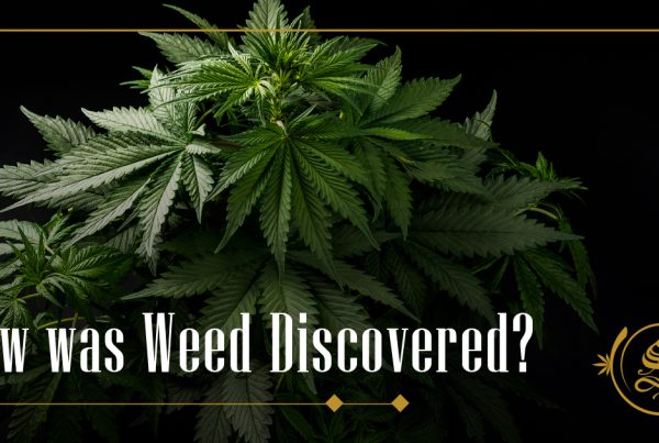 how was weed discovered