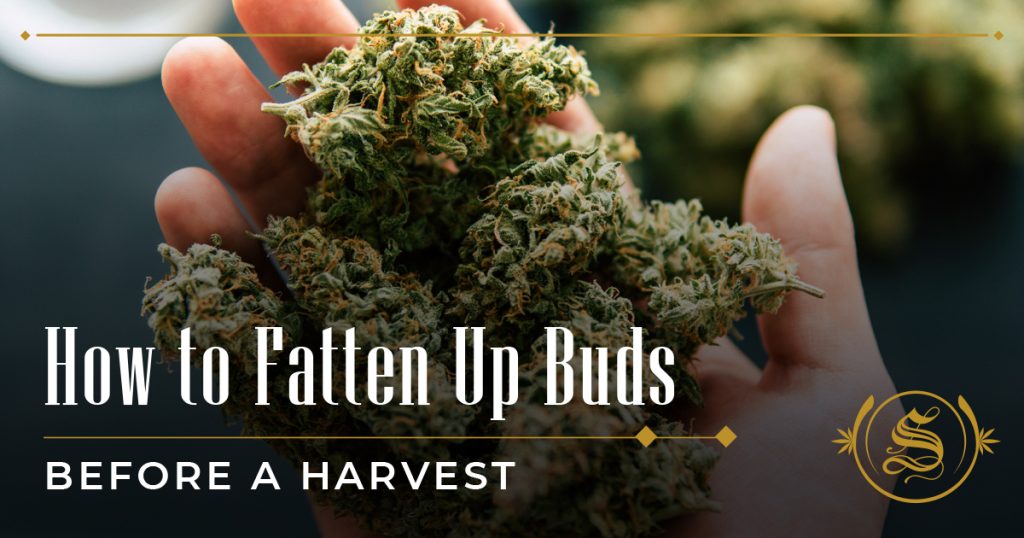 how to fatten up buds before harvest