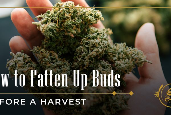 how to fatten up buds before harvest