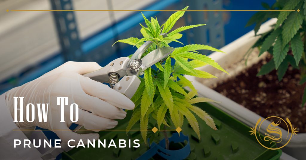 how to prune cannabis