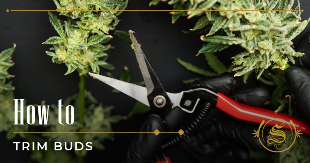 how to trim buds