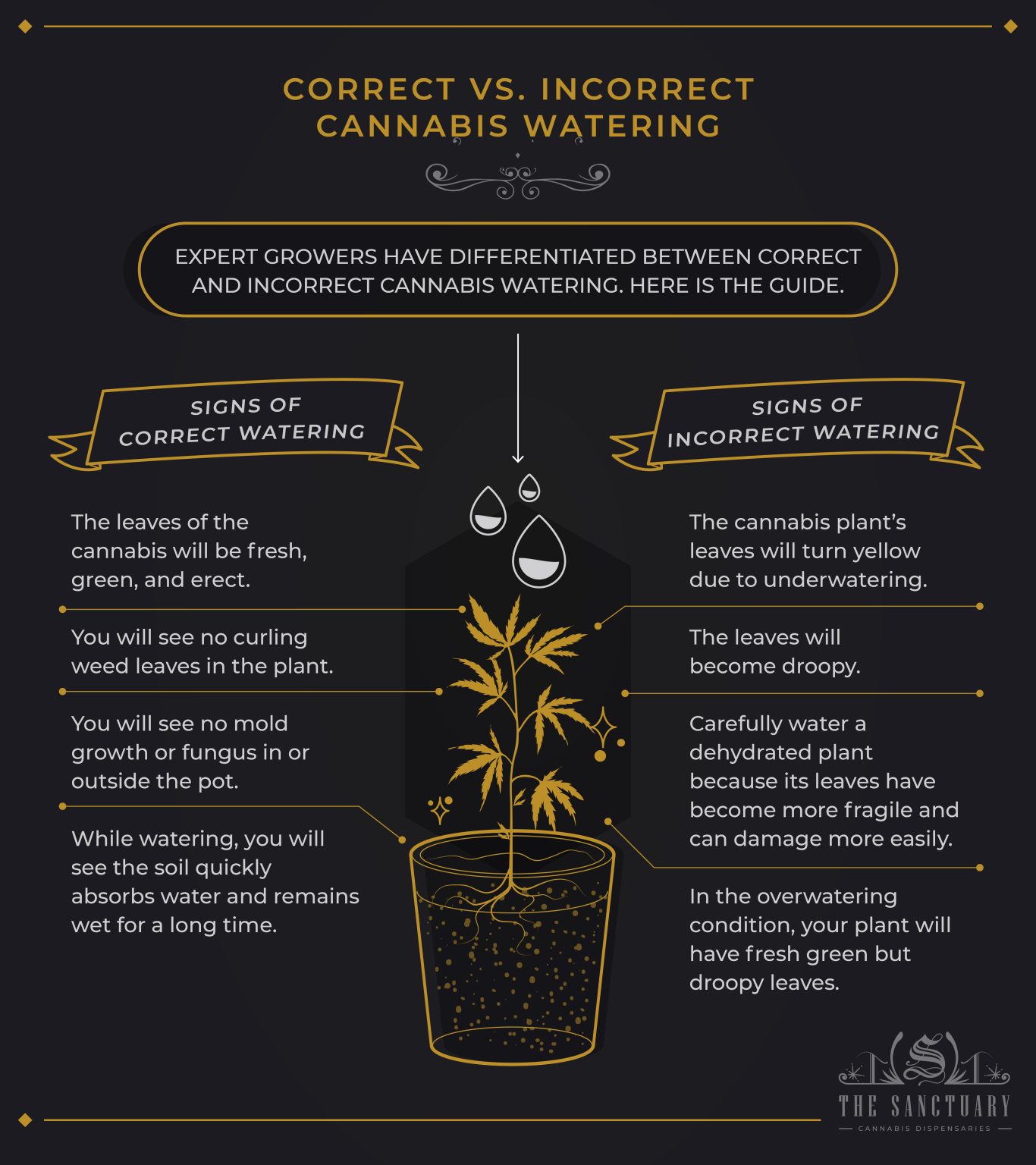 How Often To Water Cannabis Find 4 Factors To Do It Right The Sanctuary how-often-to-water-cannabis-find-4-factors-to-do-it-right-the-sanctuary