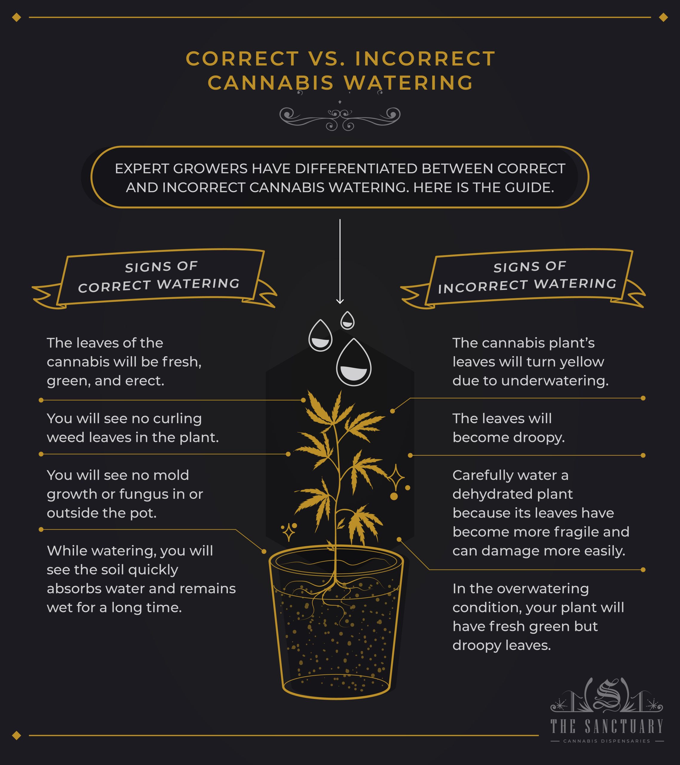 Correct vs. Incorrect Cannabis Watering