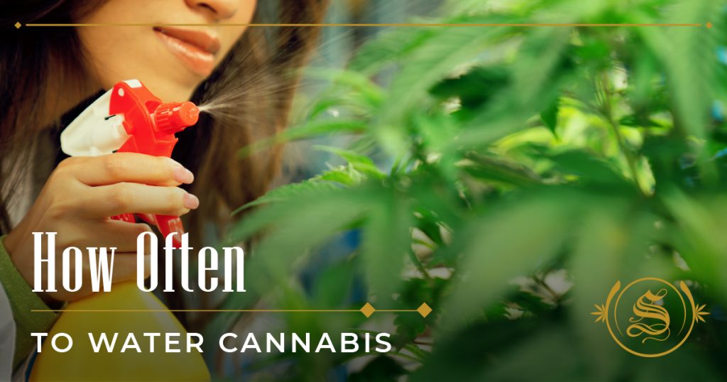 how often to water cannabis