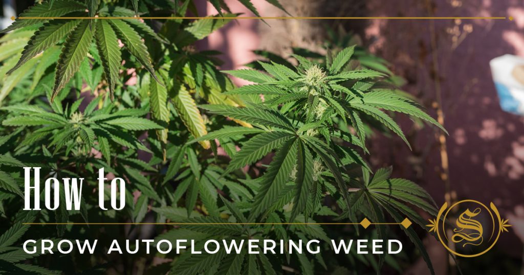 how to grow autoflowering weed