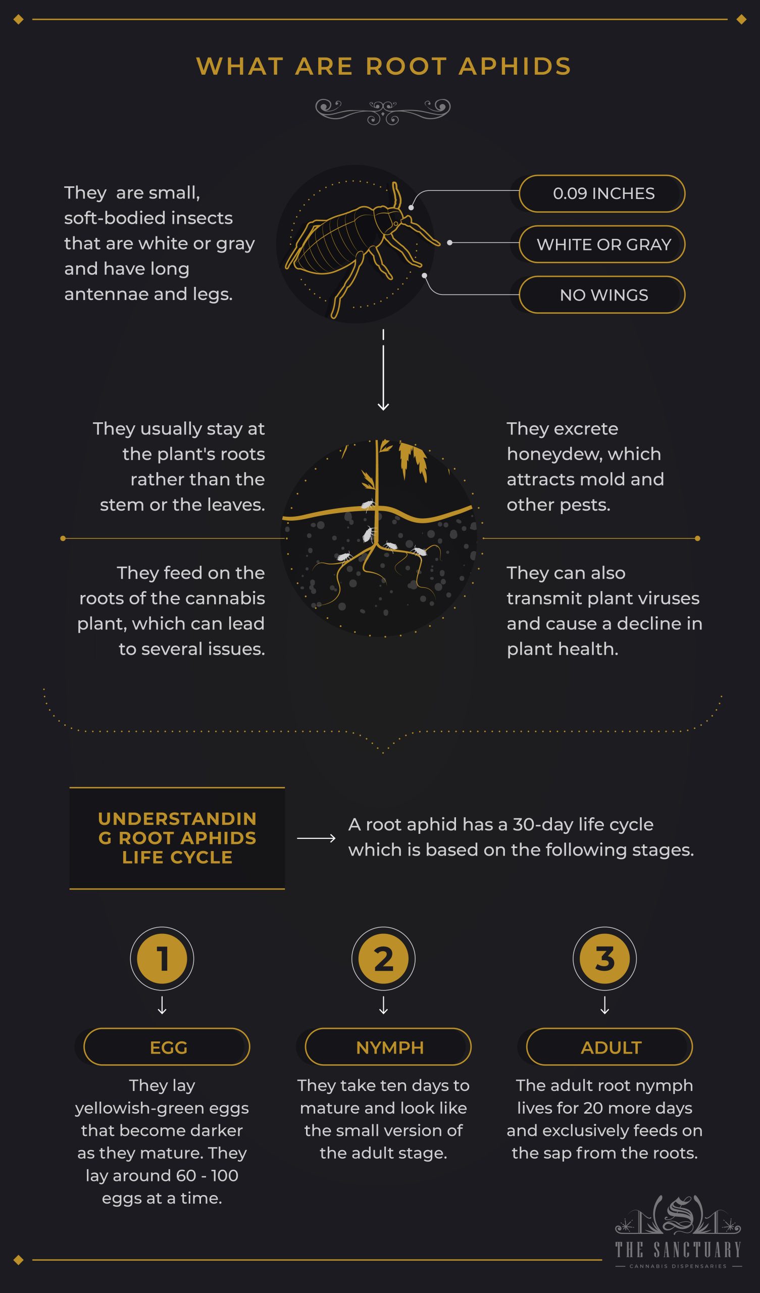 What are Root Aphids 