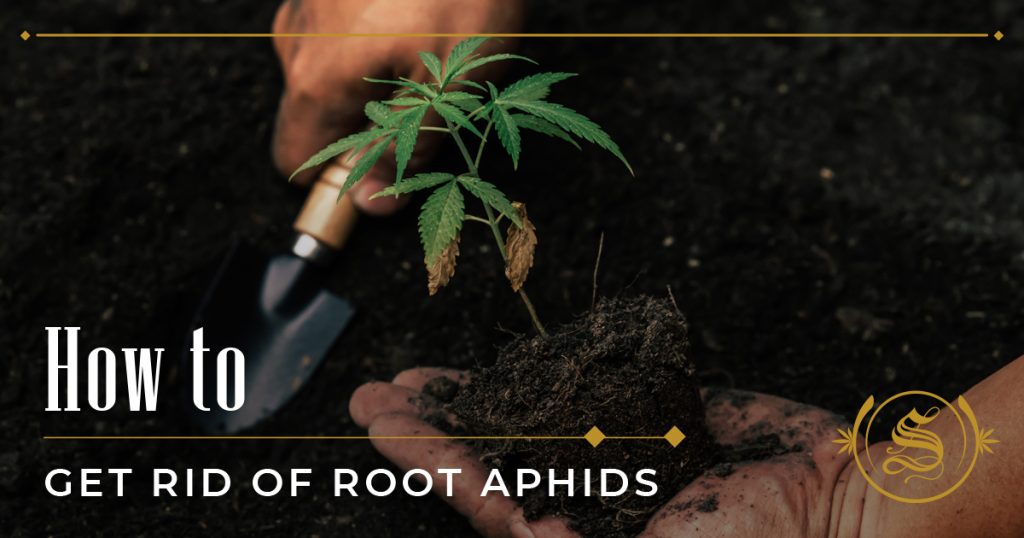 how to get rid of root aphids