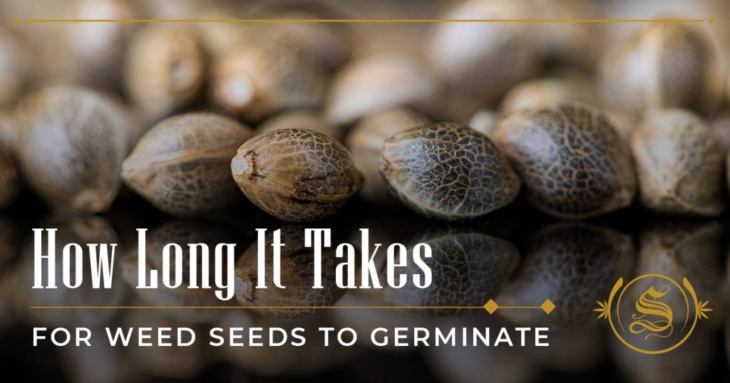 how long it takes for weed seeds to germinate
