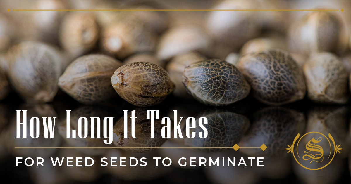 How Long It Takes For Weed Seeds To Germinate? The Sanctuary