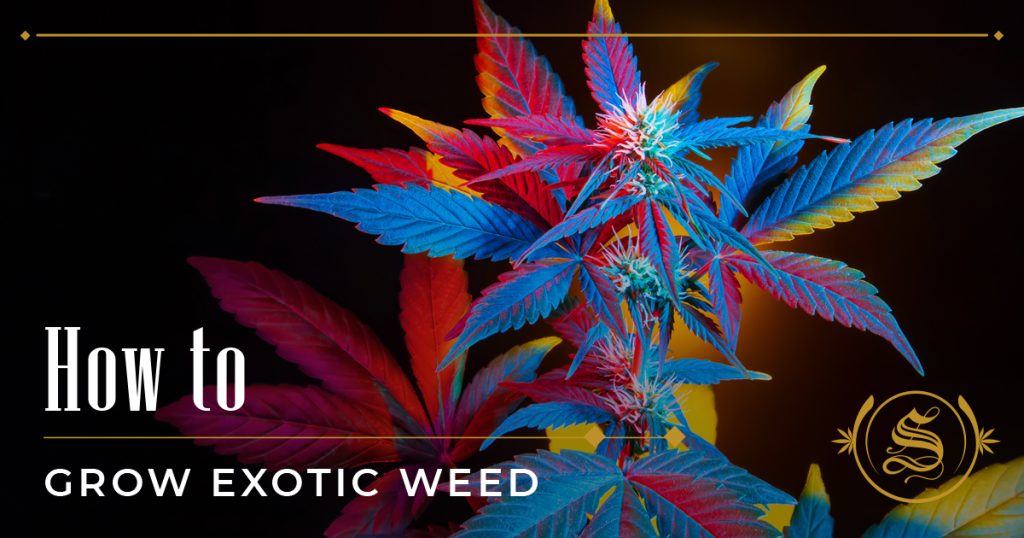 how to grow exotic weed