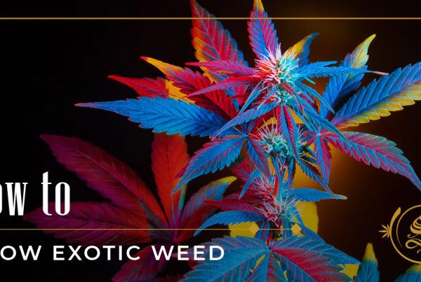 how to grow exotic weed