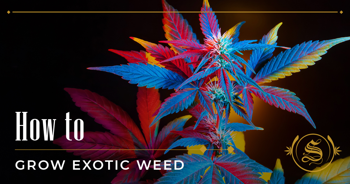 Get Your Tools Ready Learn How To Grow Exotic Weed The Sanctuary